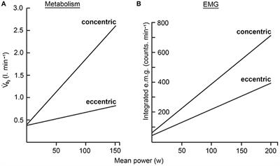 Moderate Load Eccentric Exercise; A Distinct Novel Training Modality